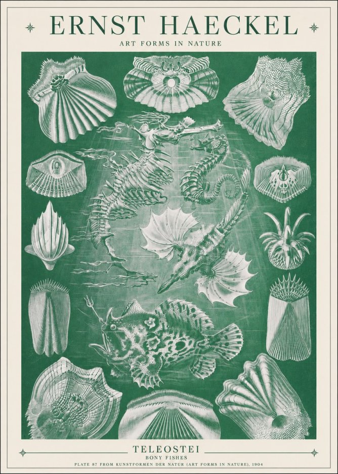 Ernst Haeckel Teleostei - Bony Fishes No1 - Póster