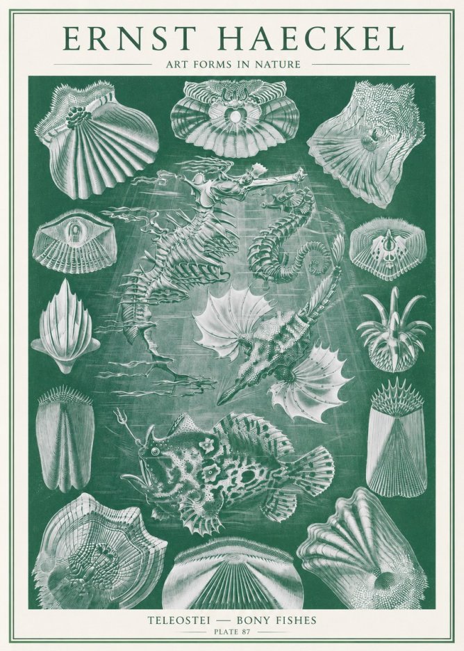 Ernst Haeckel Teleostei - Bony Fishes No2 - Póster
