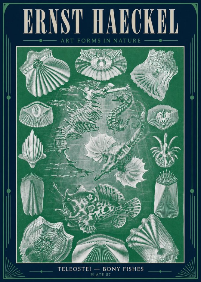 Ernst Haeckel Teleostei - Bony Fishes No4 - Póster