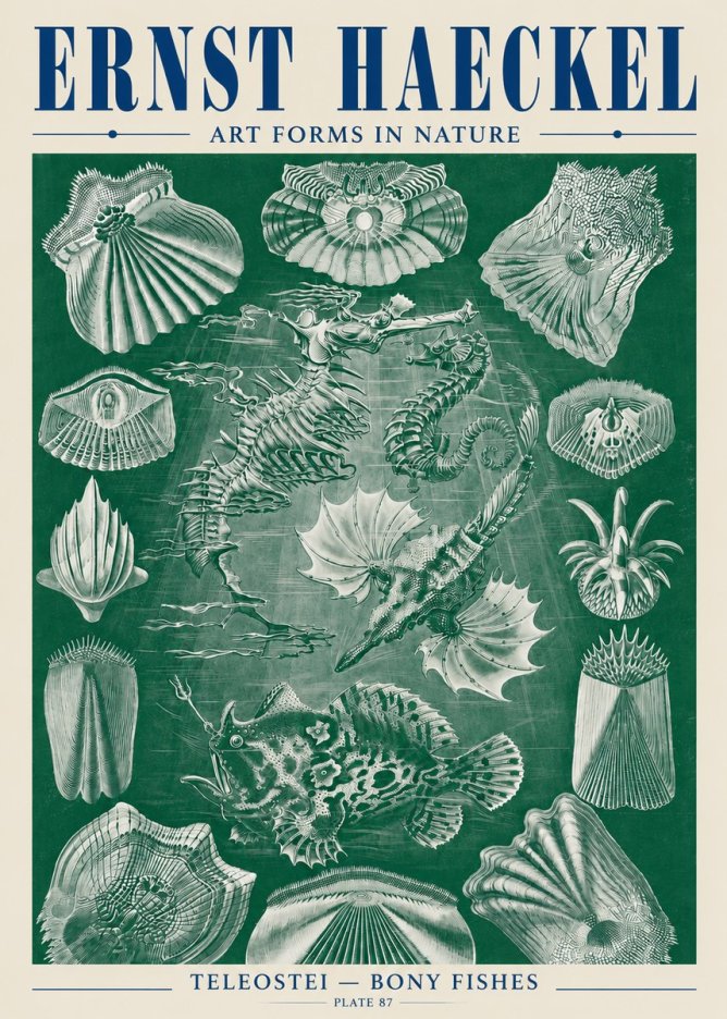 Ernst Haeckel Teleostei - Bony Fishes No5 - Póster