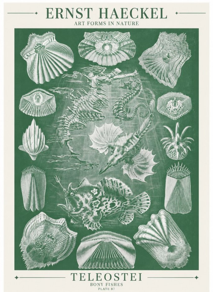 Ernst Haeckel Teleostei - Bony Fishes No6 - Póster