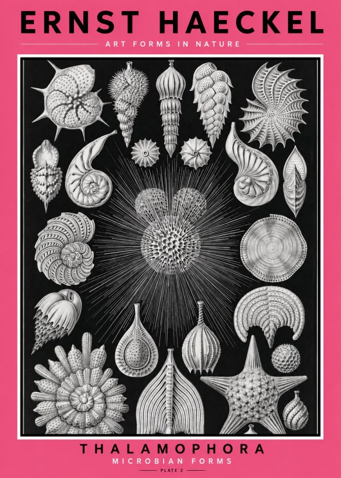 Ernst Haeckel Thalamophora - Microbian Forms - Plate 2 No2 - Póster