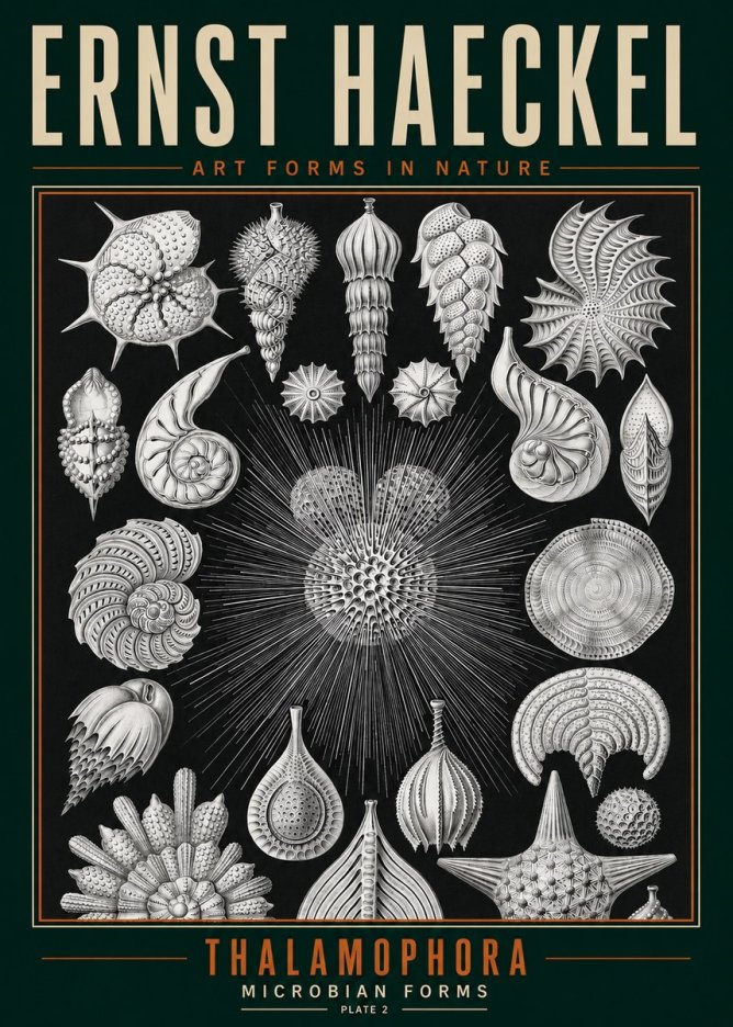 Ernst Haeckel Thalamophora - Microbian Forms - Plate 2 No3 - Póster