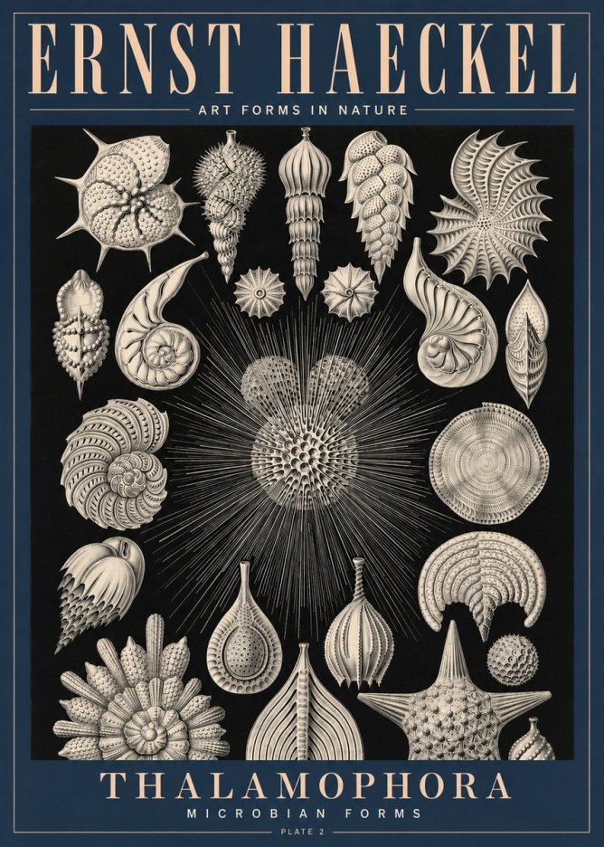 Ernst Haeckel Thalamophora - Microbian Forms - Plate 2 No4 - Póster