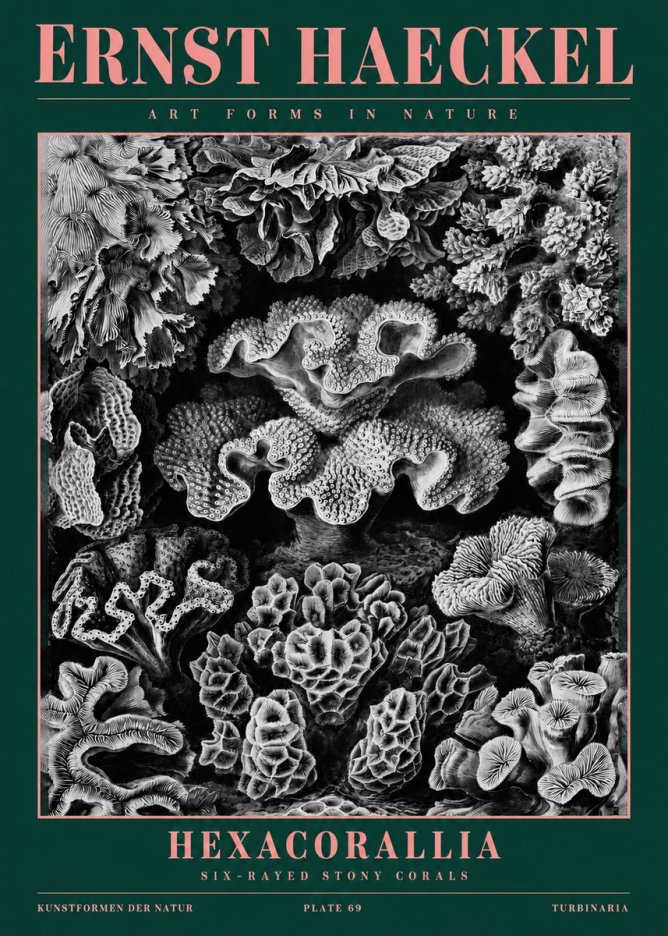 Ernst Haeckel Hexacorallia No2 - Póster