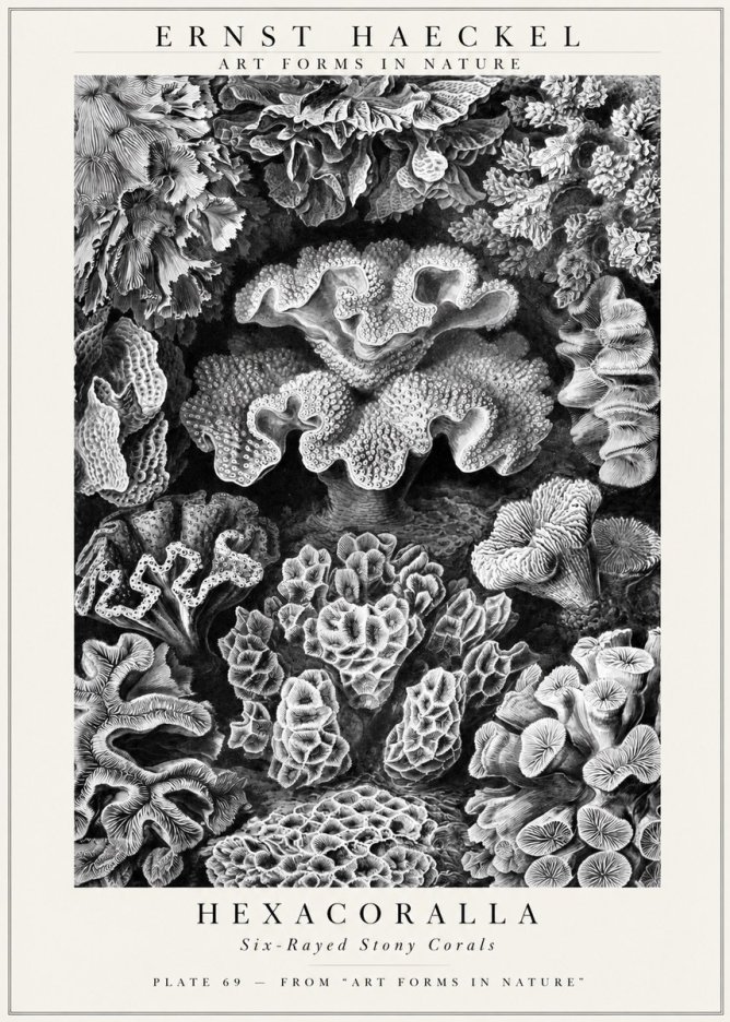 Ernst Haeckel Hexacorallia No3 - Póster