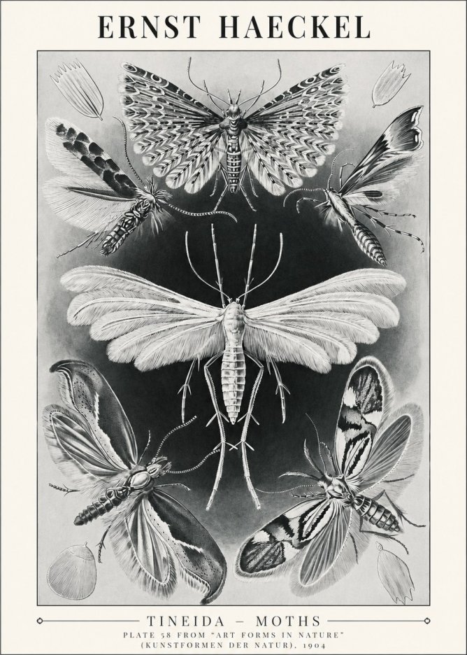 Ernst Haeckel Tineida - Moths No1 - Póster