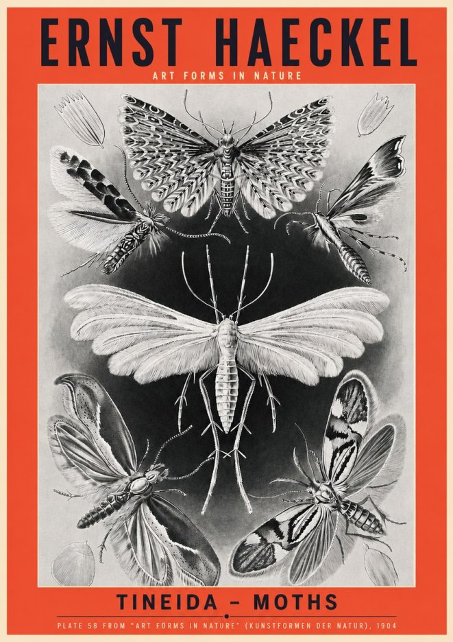 Ernst Haeckel Tineida - Moths No3 - Póster