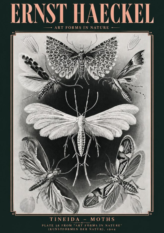 Ernst Haeckel Tineida - Moths No4 - Póster