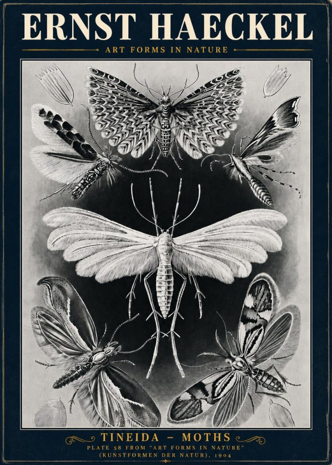 Ernst Haeckel Tineida - Moths No5 - Póster