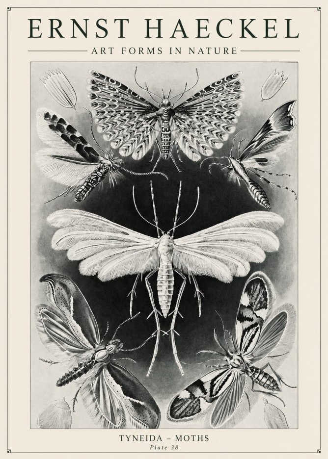 Ernst Haeckel Tineida - Moths No6 - Póster