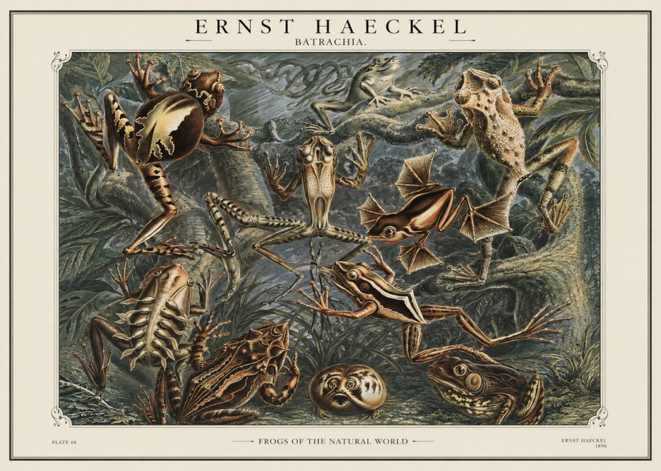 Ernst Haeckel Frogs of the Natural World No1 - Póster