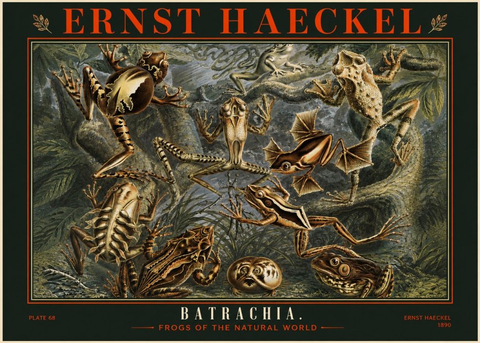 Ernst Haeckel Frogs of the Natural World No2 - Póster