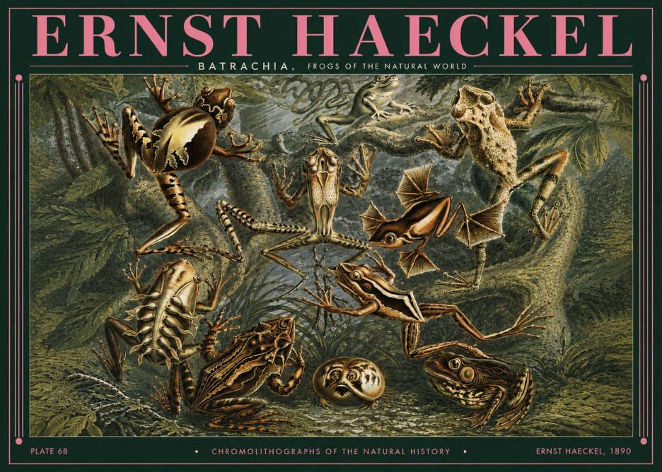 Ernst Haeckel Frogs of the Natural World No3 - Póster