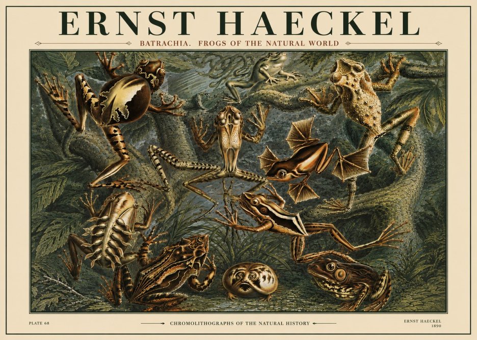 Ernst Haeckel Frogs of the Natural World No4 - Póster