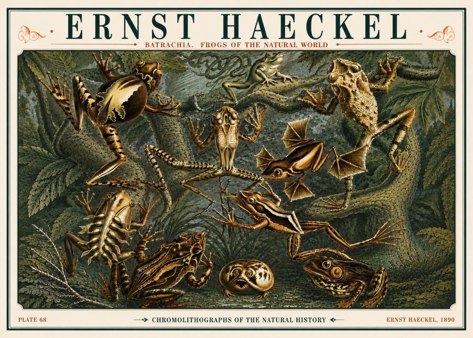 Ernst Haeckel Frogs of the Natural World No6 - Póster