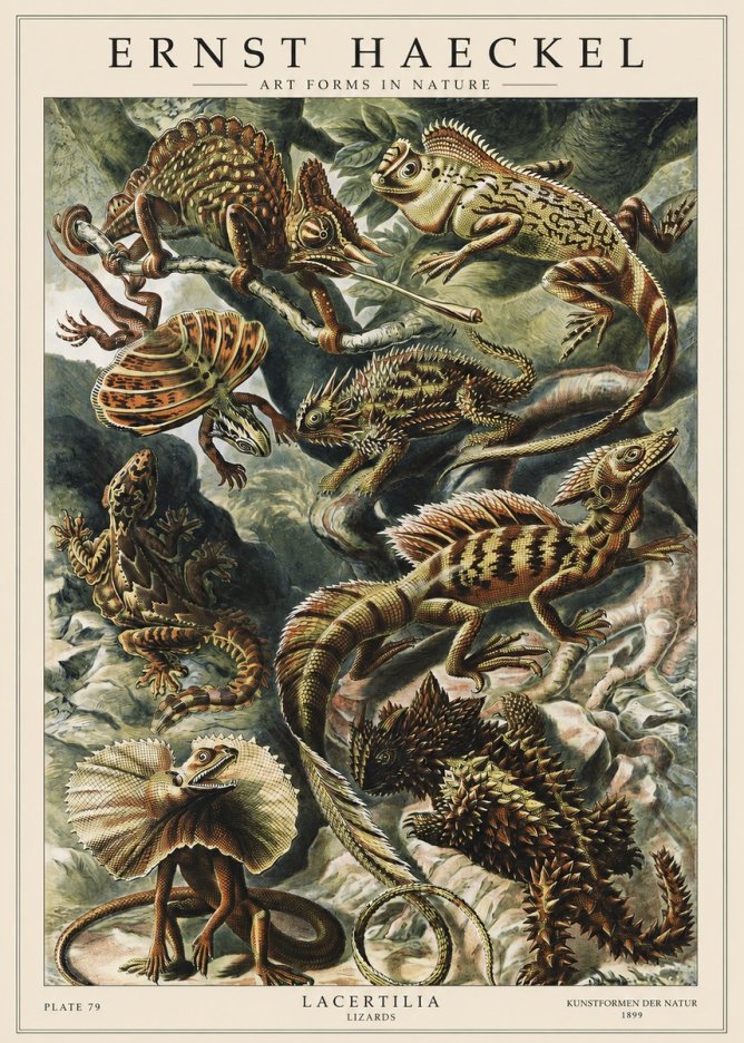 Ernst Haeckel Lacertilia Lizards No1 - Póster