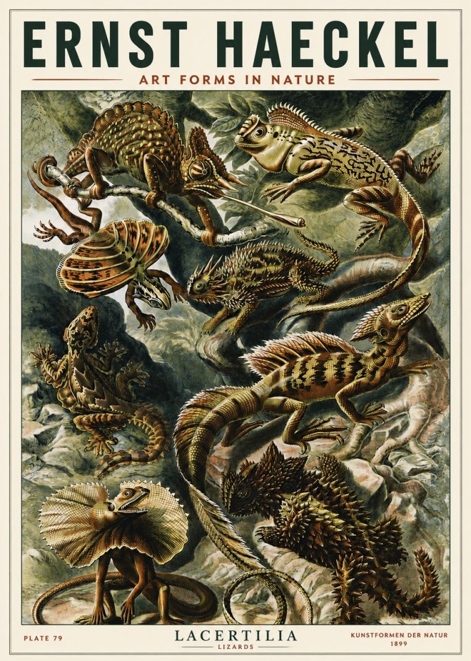 Ernst Haeckel Lacertilia Lizards No5 - Póster