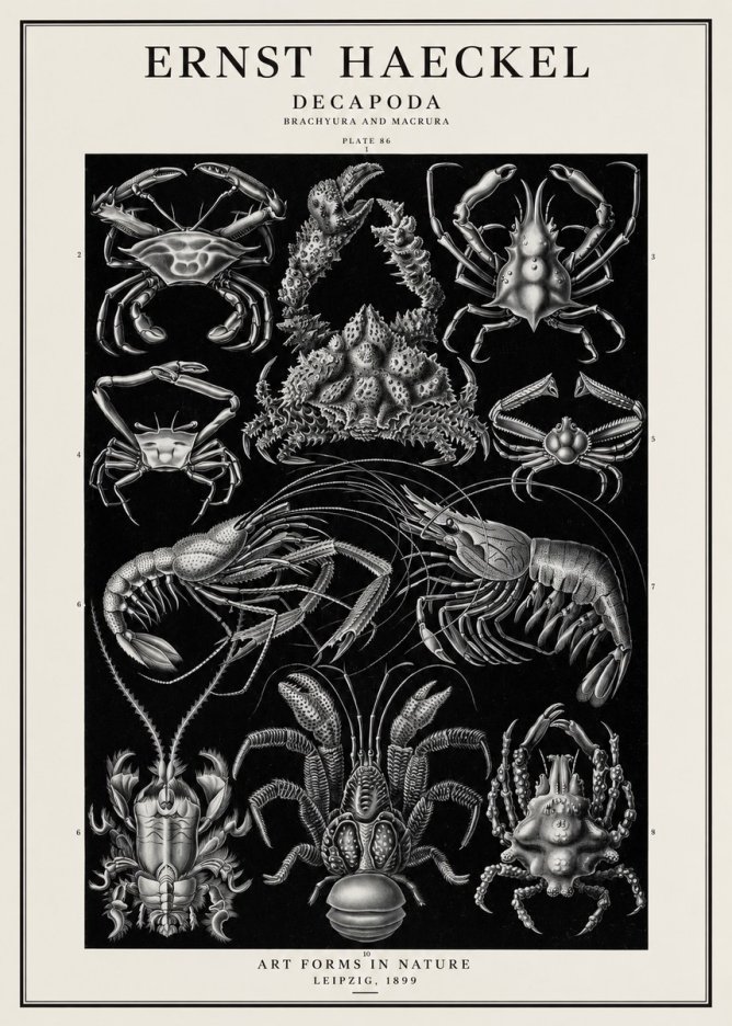 Ernst Haeckel Decapoda Brachyura and Macrura Plate 86 No1 - Póster