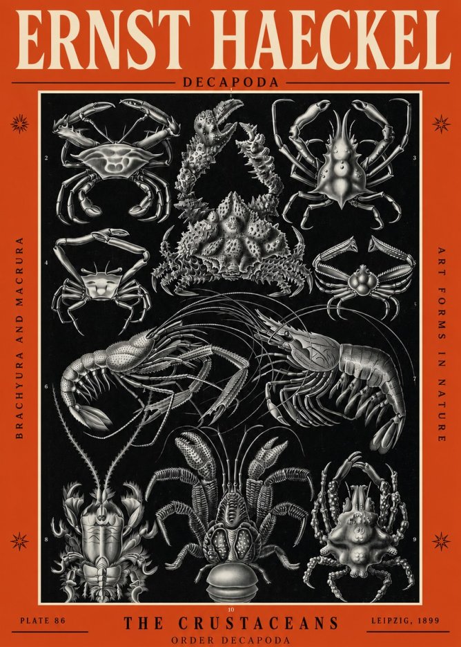 Ernst Haeckel Decapoda Brachyura and Macrura Plate 86 No2 - Póster