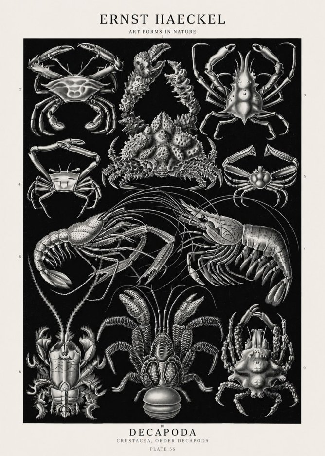 Ernst Haeckel Decapoda Brachyura and Macrura Plate 86 No3 - Póster