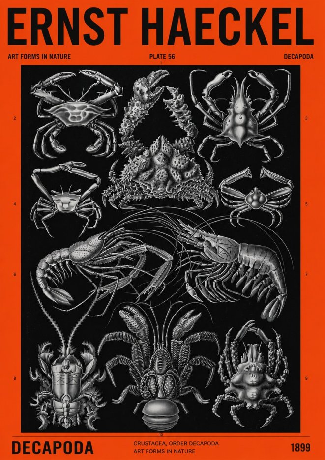 Ernst Haeckel Decapoda Brachyura and Macrura Plate 86 No4 - Póster