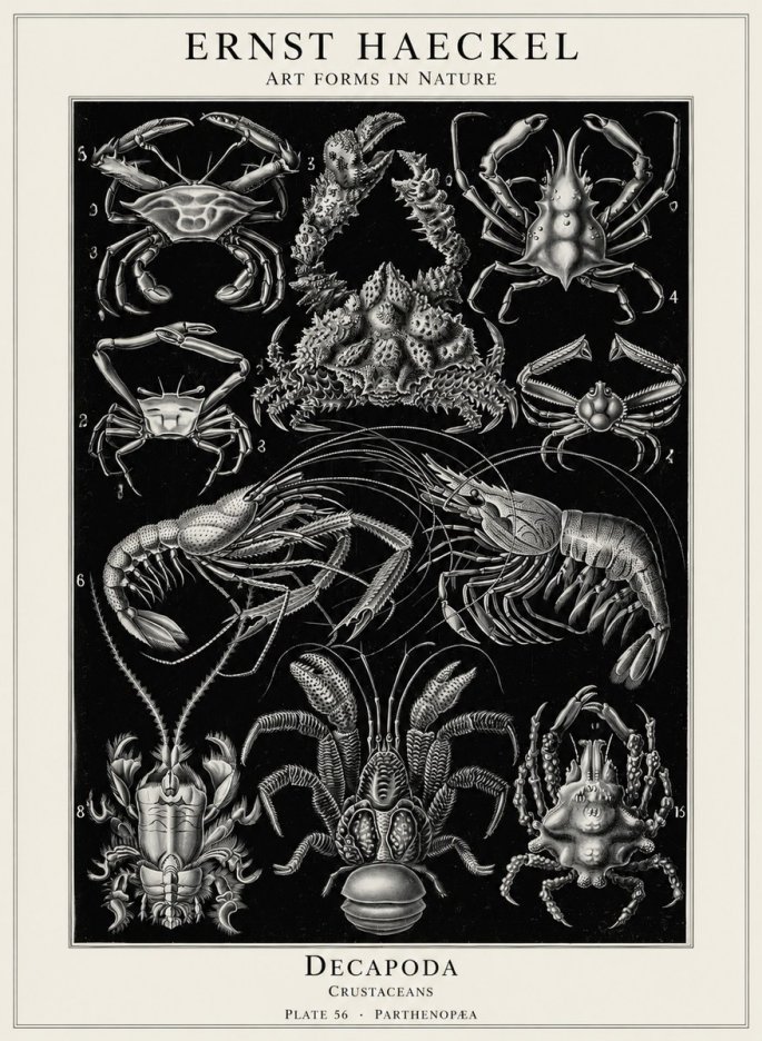 Ernst Haeckel Decapoda Brachyura and Macrura Plate 86 No5 - Póster