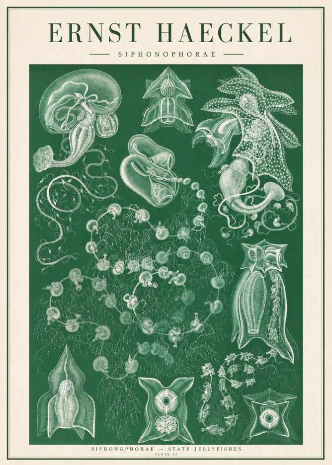Ernst Haeckel Siphonophorae. — Statequallen. Plate 17 No2 - Póster