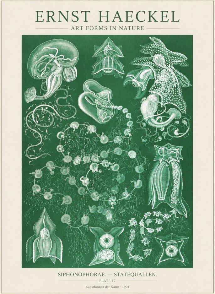 Ernst Haeckel Siphonophorae. — Statequallen. Plate 17 No3 - Póster