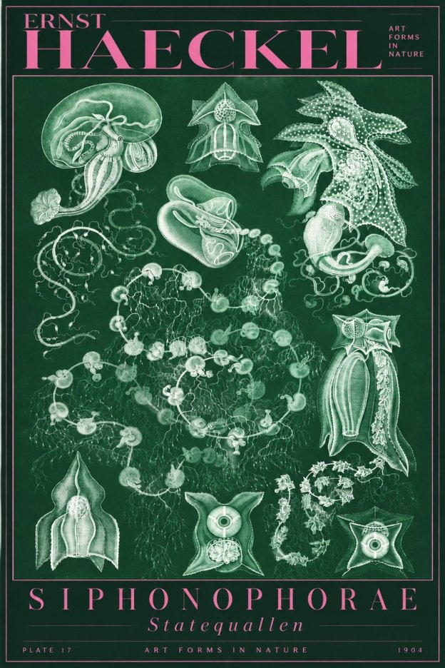 Ernst Haeckel Siphonophorae. — Statequallen. Plate 17 No5 - Póster