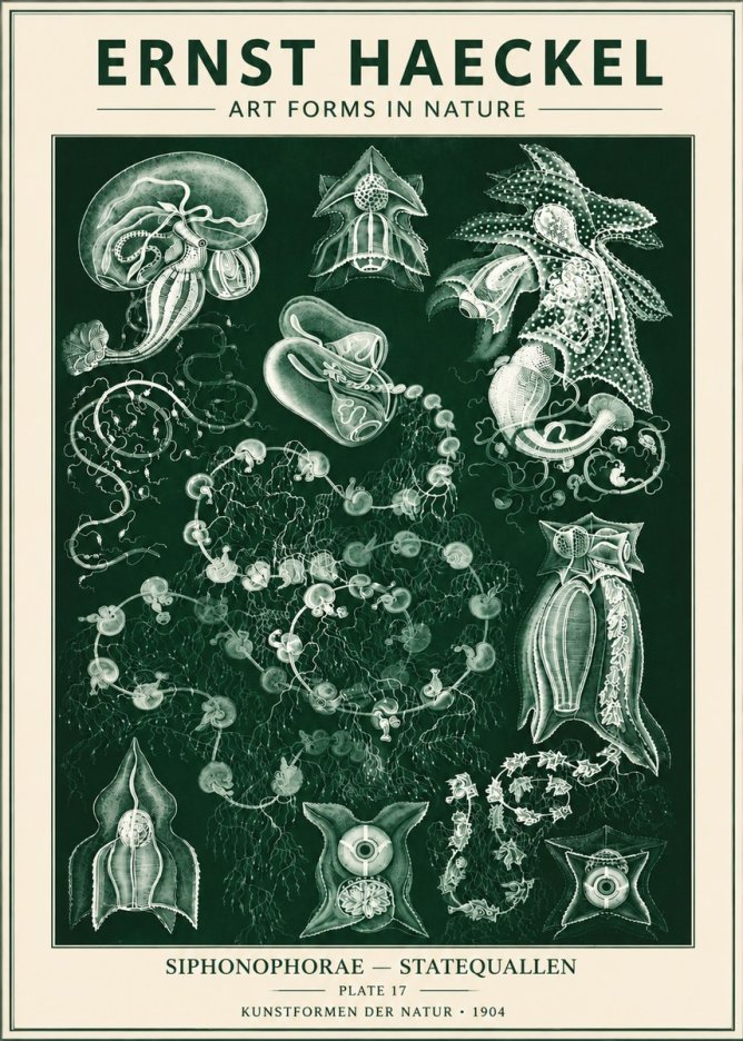 Ernst Haeckel Siphonophorae. — Statequallen. Plate 17 No6 - Póster