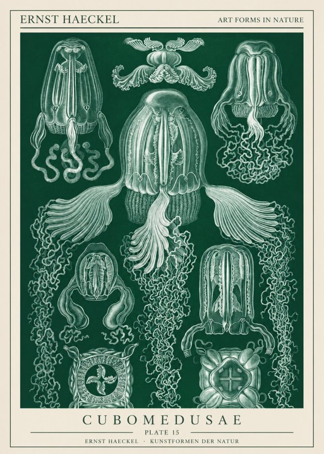 Ernst Haeckel Cubomedusae No1 - Póster