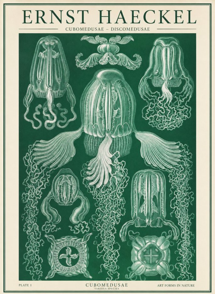 Ernst Haeckel Cubomedusae No2 - Póster