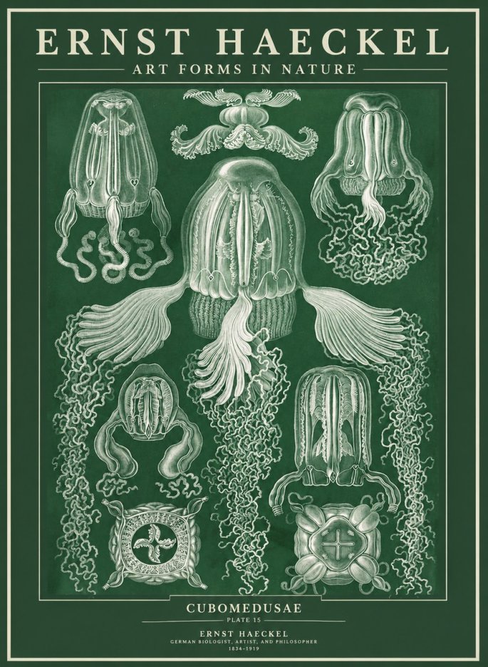 Ernst Haeckel Cubomedusae No3 - Póster