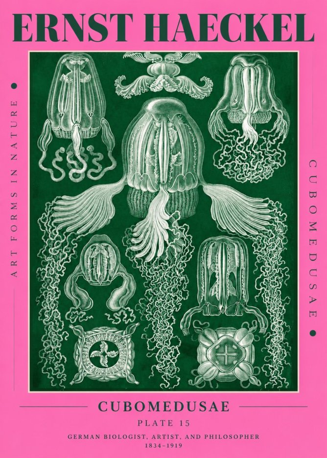 Ernst Haeckel Cubomedusae No4 - Póster