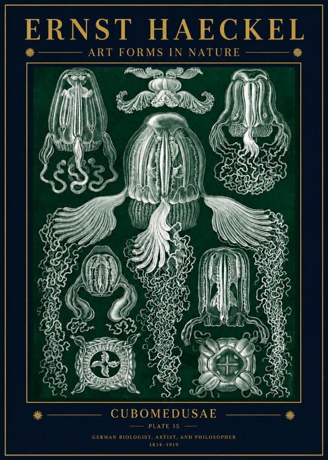 Ernst Haeckel Cubomedusae No5 - Póster