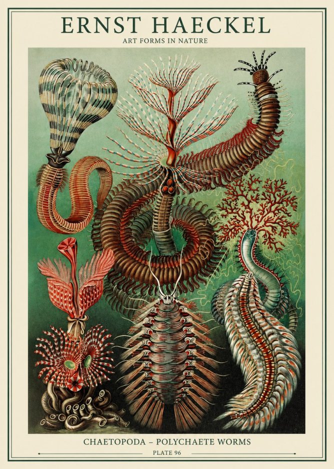 Ernst Haeckel Chaetopoda – Polychaete Worms No1 - Póster