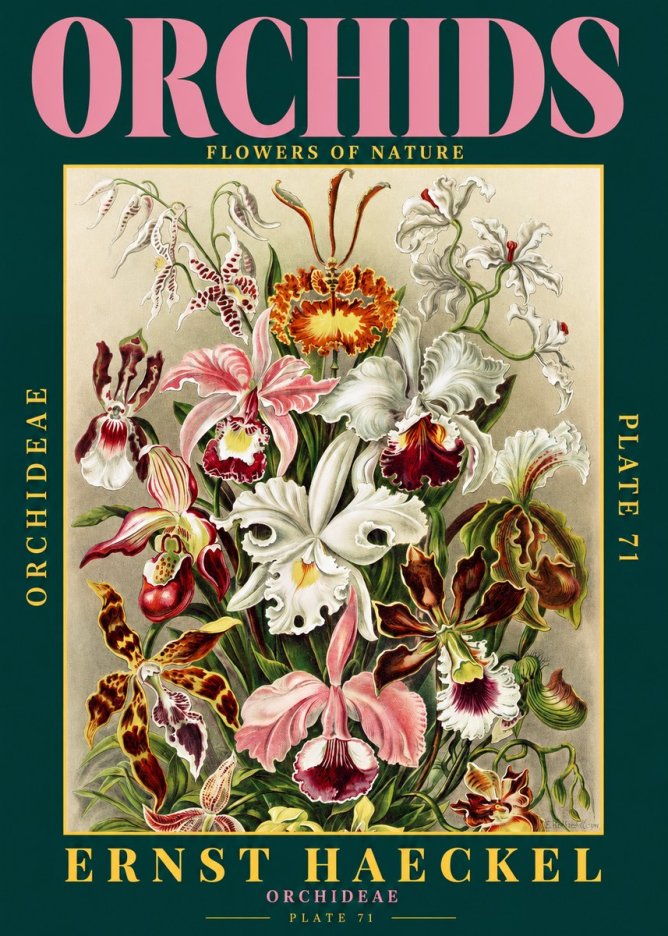 Ernst Haeckel Orchids No2 - Póster