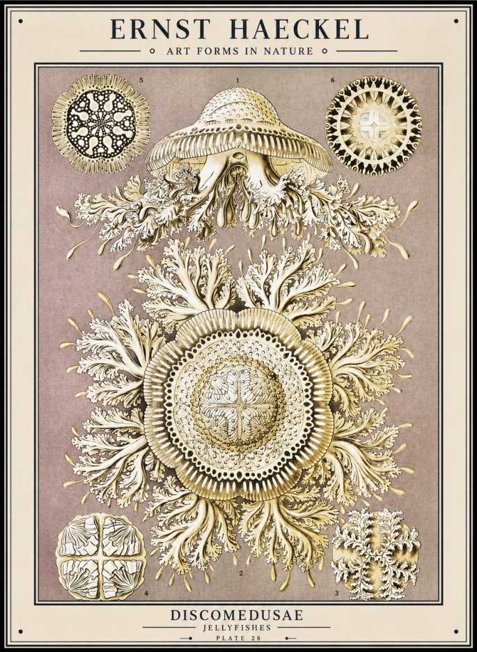 Ernst Haeckel Discomedusae No1 - Póster