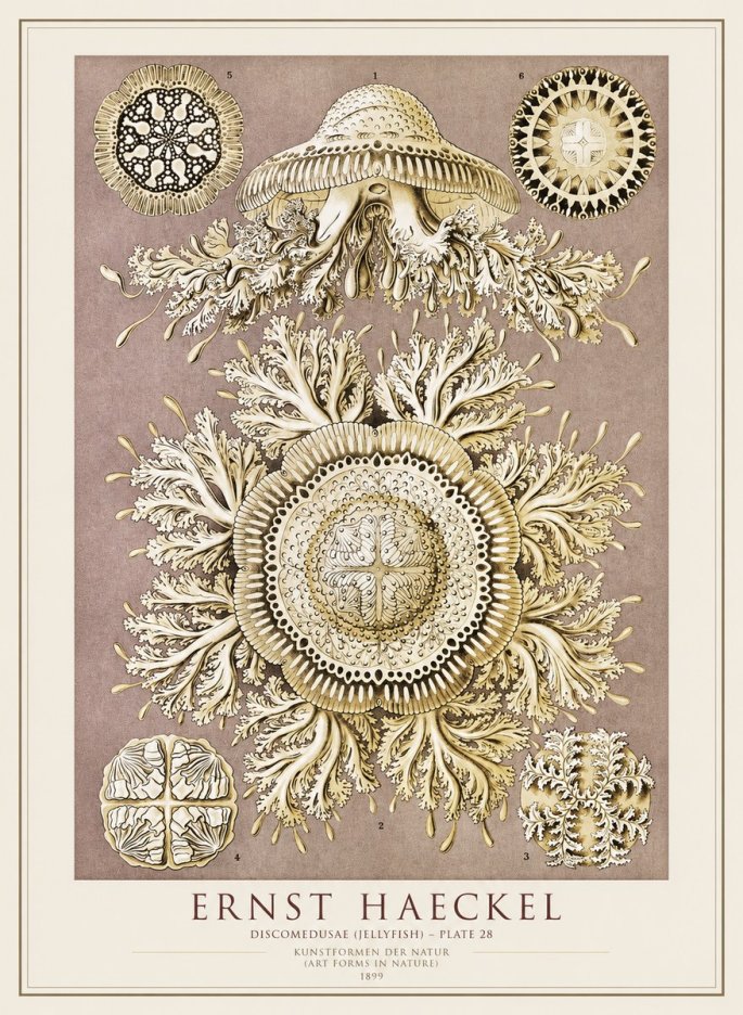 Ernst Haeckel Discomedusae No4 - Póster