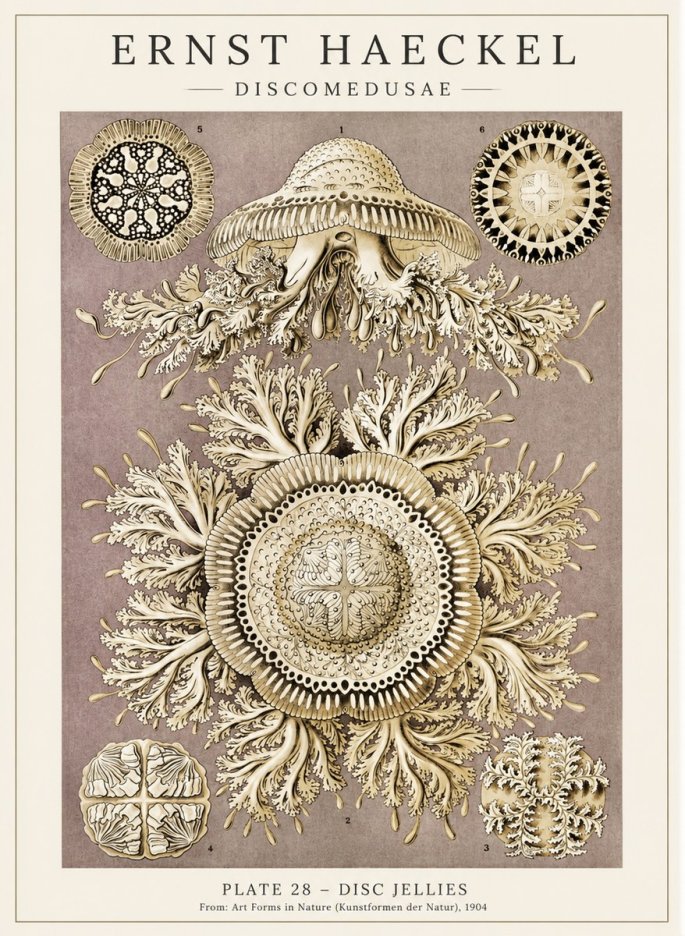 Ernst Haeckel Discomedusae No5 - Póster