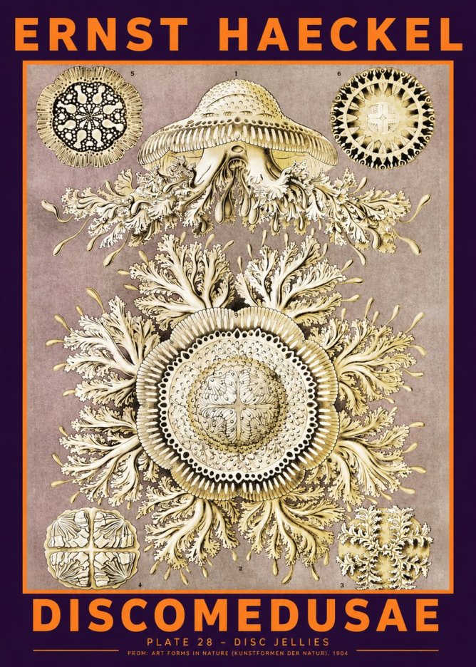 Ernst Haeckel Discomedusae No6 - Póster