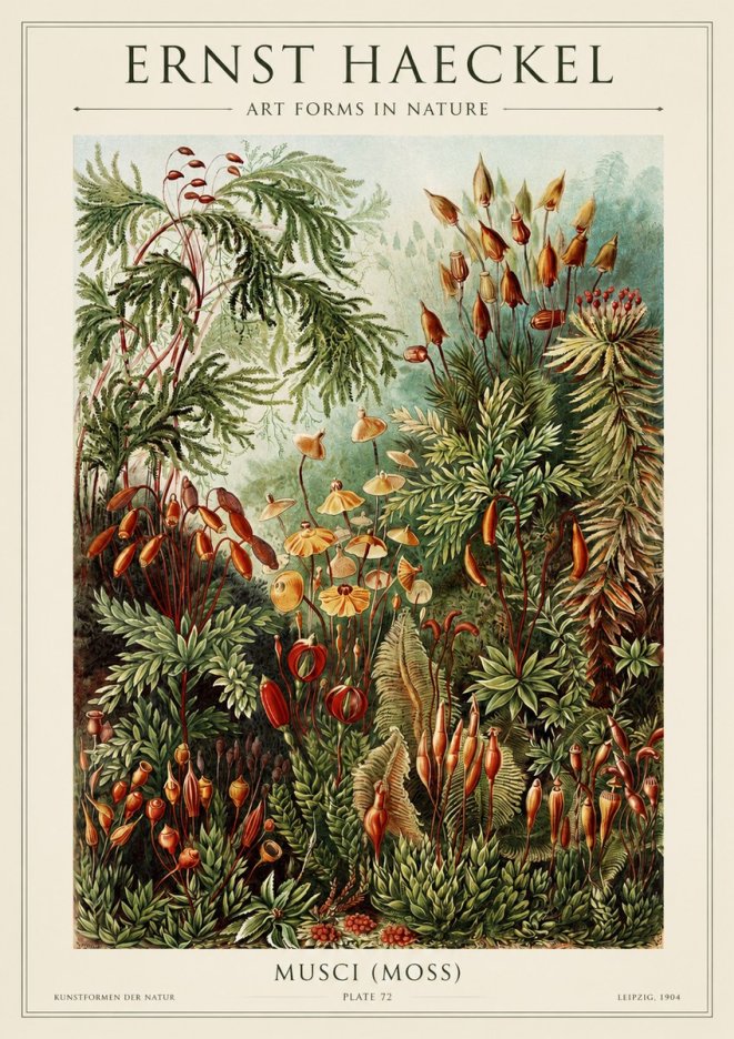 Ernst Haeckel Musci (Moss) No1 - Póster