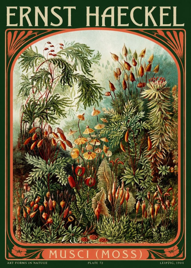 Ernst Haeckel Musci (Moss) No2 - Póster
