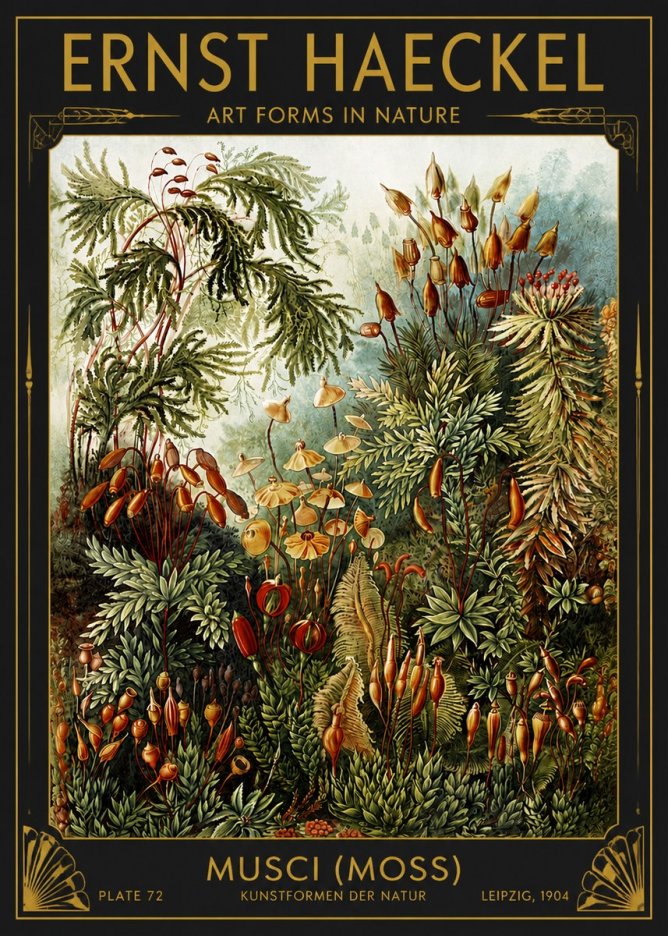 Ernst Haeckel Musci (Moss) No4 - Póster