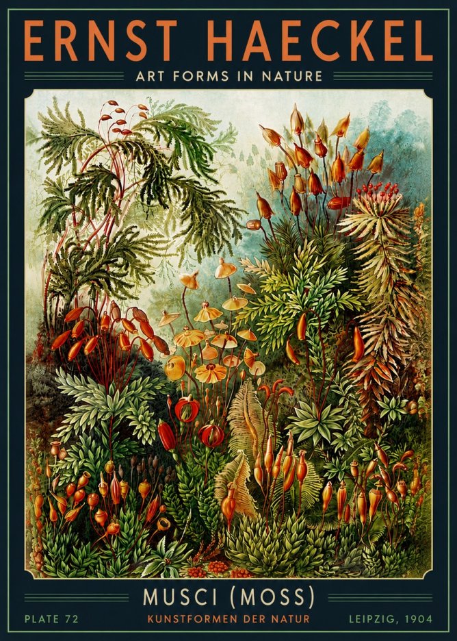 Ernst Haeckel Musci (Moss) No5 - Póster