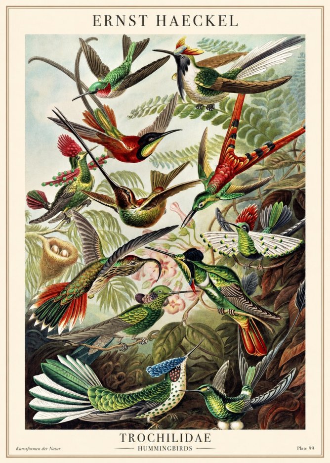 Ernst Haeckel Trochilidae - Hummingbirds No1 - Póster