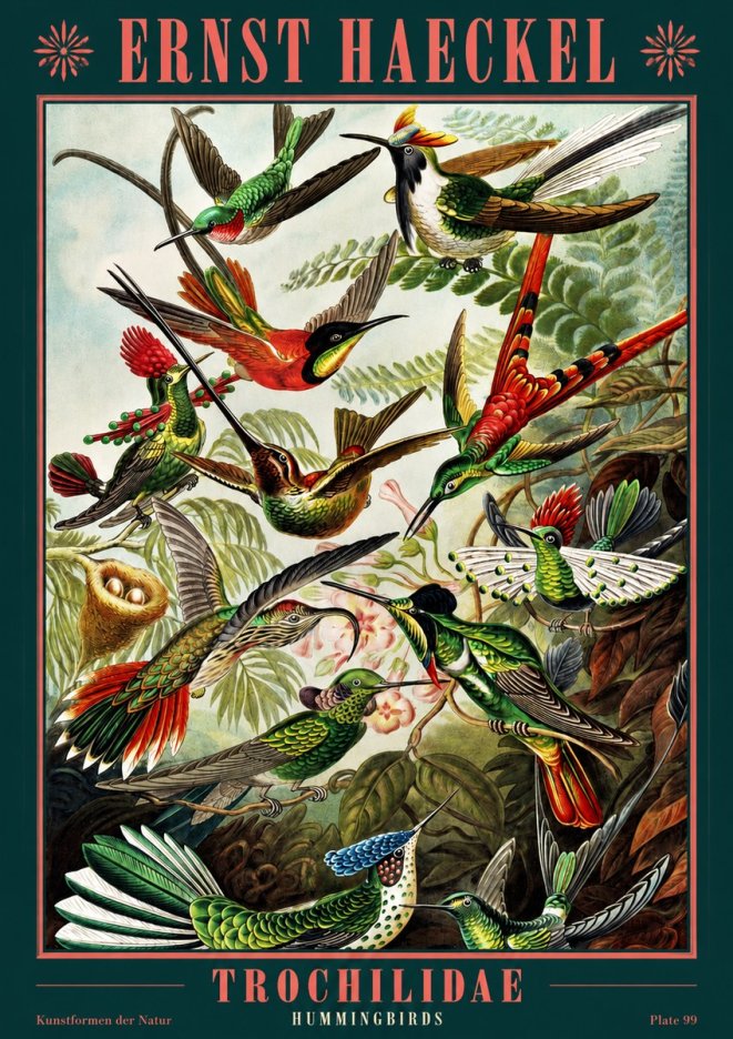 Ernst Haeckel Trochilidae - Hummingbirds No2 - Póster