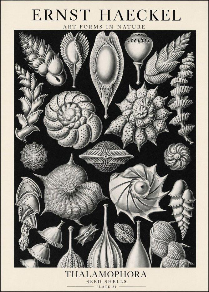 Ernst Haeckel Thalamophora No1 - Póster