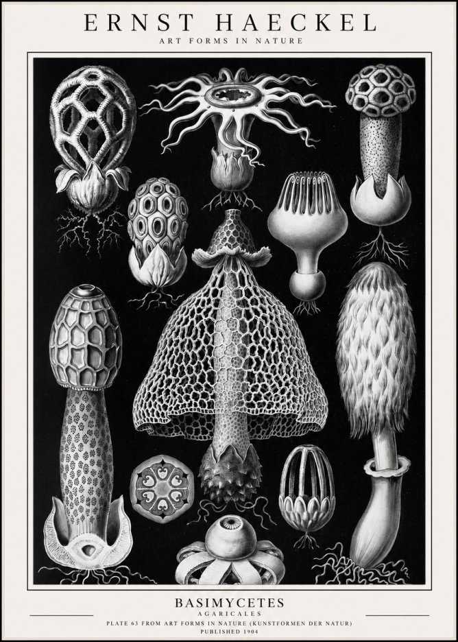 Ernst Haeckel Basimycetes Agaricales No1 - Póster